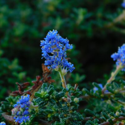 Photo Marcia Wilson. This California Lilac is a haven for birds and small animals.