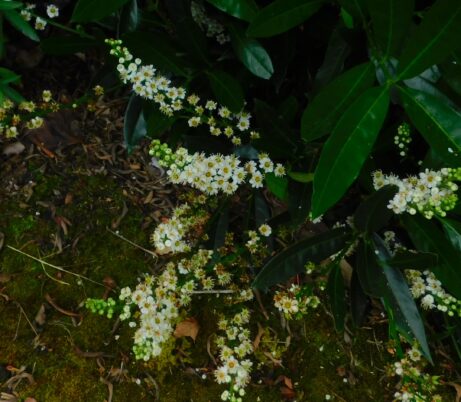 Photo Marcia Wilson.  One of the cherry laurels on campus.  It is normally a spring bloomer!