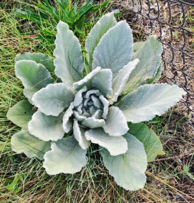 A first year mullein looks a lot like a relative of Dusty Miller with its soft, powdery looking leaves. Earth Day, Flett Uplands, Photo Marcia Wilson