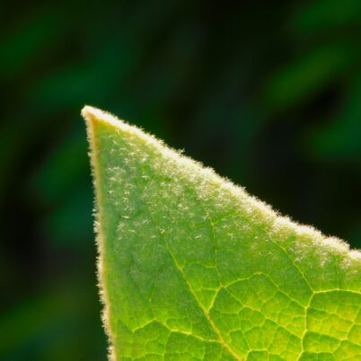 The soft hairs of the mullein are not so soft.