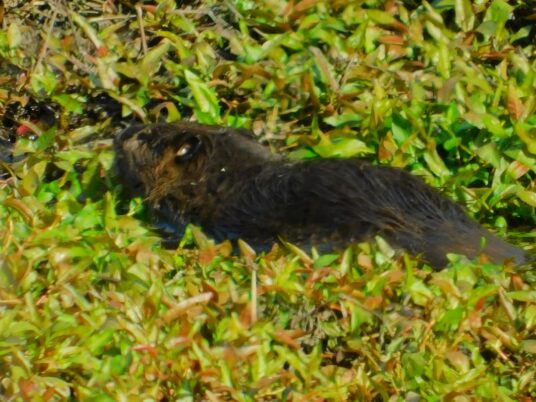 Photo Marcia Wilson.  A beaver chews in the smartweeds upstream from the edge of the CPTC-owned marsh.