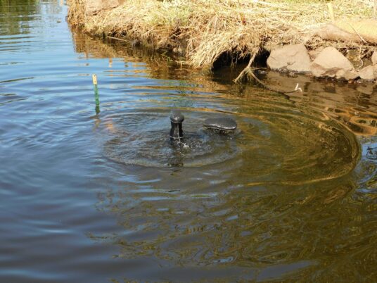 Photo Marcia Wilson.  Dr. Faust goes to the bottom of the Flett's main channel to set temperature probes.   Beavers will use this same bottom as an escape freeway, speeding over the cobbles in the bottom. 