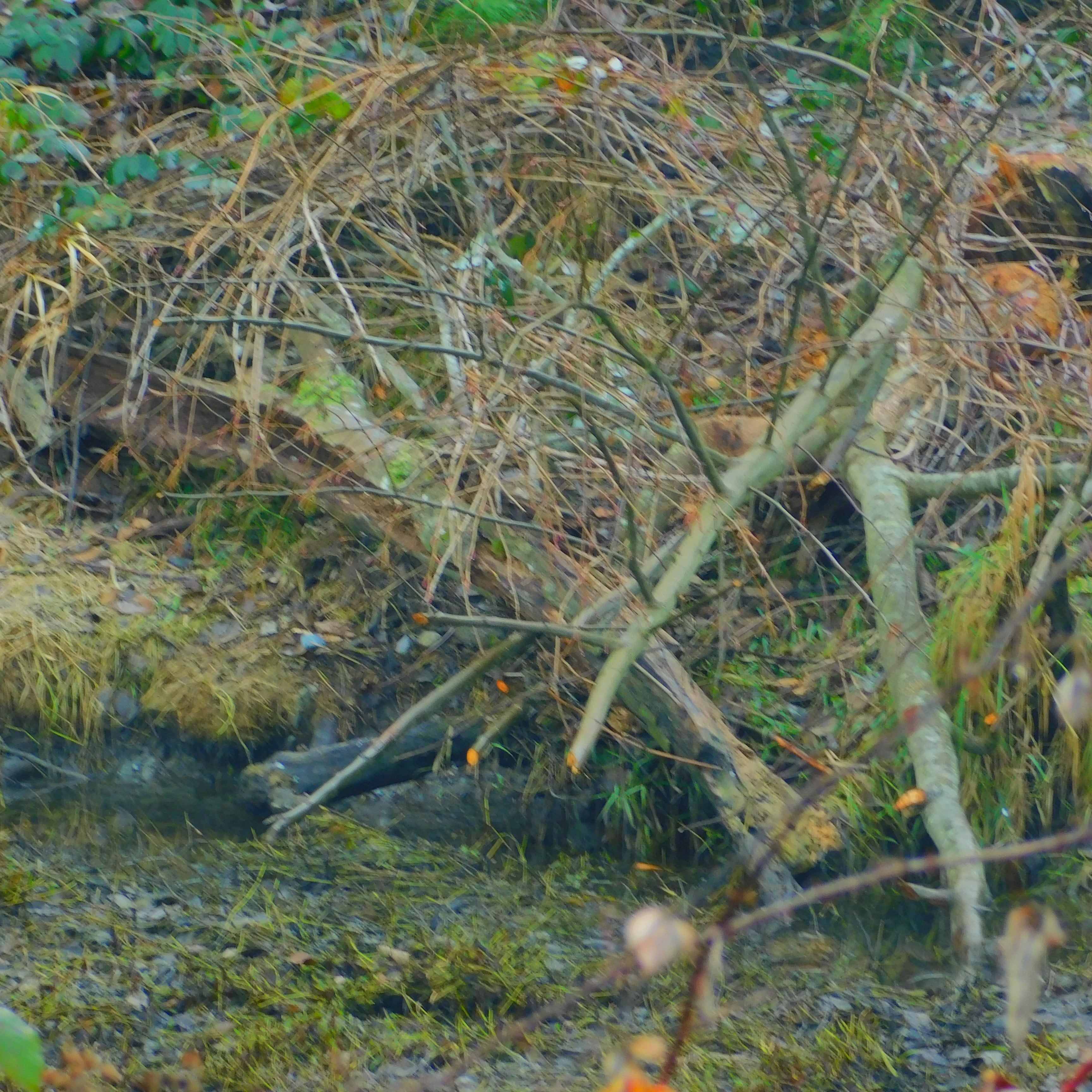 Photo Marcia Wilson.  The bright orange tips of the snipped off red alder branches show how sharp beaver teeth are. This is a feed pile for winter storage on Pond 3 of Flett Creek