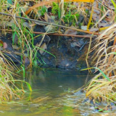 Photo Marcia Wilson.  This nook is where a beaver will deposit a pile of castoreum.  It marks their territory and tells outsider beavers they are not welcome.