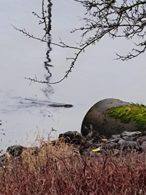 Photo Marcia Wilson. This beaver is not blocking up the Flett Creek culvert.  She is using it as a connector channel to get to her home upstream.