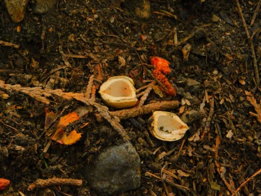 Photo Marcia Wilson. a ripe nut was eaten in the forest.  This was found near a site rich in owl pellets and other signs of animals such as birds, mice, voles, and squirrels.