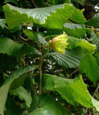 Photo Marcia Wilson.  A Beaked Hazelnut ripens on the college uplands