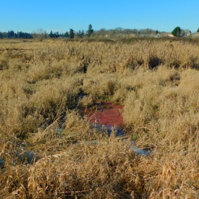 Not a pool of pink scum, but a tiny colony of aquatic ferns in the college marsh.  Photo Marcia Wilson