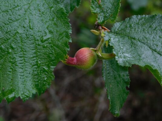 Photo Marcia Wilson.  The growing hazelnut is showing its 'beak'