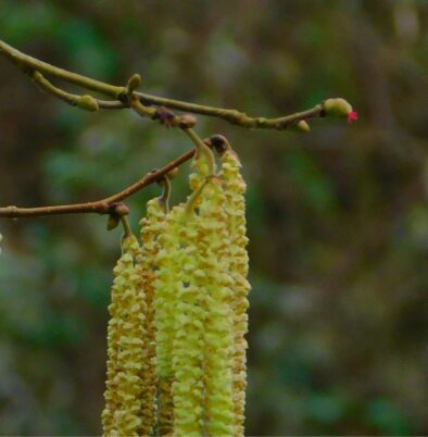 Look to the tiny rose pink tip on the branch.  That's the female flower.  Photo Marcia Wilson