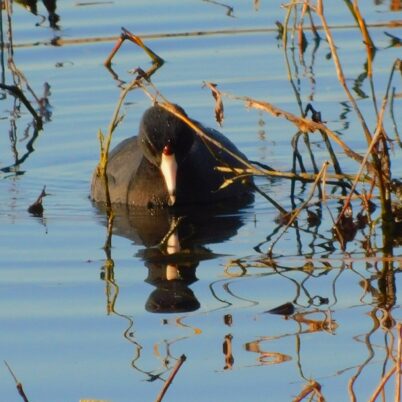 Photo Marcia Wilson. This Coot was swimming to the water ferns, snacking on other juicy plants along the way.