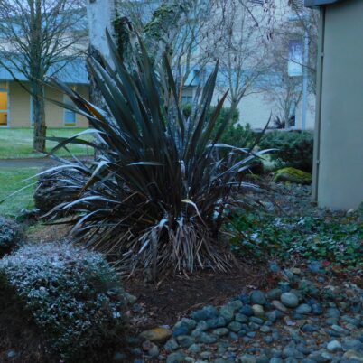 Photo Marcia Wilson. Snow falls on the New Zealand flax by the Learning Resource Center.  The Maori noun for snow huka, applies to all forms of "white precipitation" like sleet, ice, and hail. 