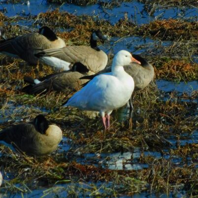 Photo Marcia Wilson.  A Snow Goose stands watch while his Cackling mates take a break in the CPTC marsh.