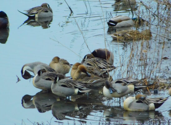 Photo Marcia Wilson. A flock of Northern Pintails.  24 hours later they were gone.