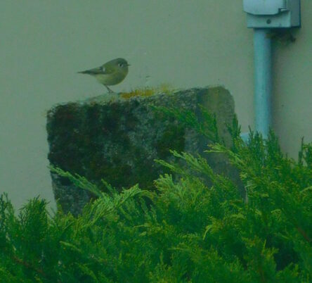 Photo Marcia Wilson.  Another Kinglet, hunting spiders at Bldg 15