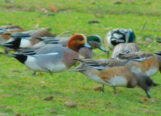 Photo Marcia Wilson.  The red head of the Widgeon stands out against the green head of the Native Wigeon.