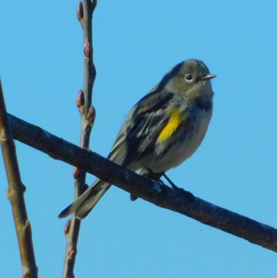 Photo Marcia Wilson.  A Yellow-Rumped warbler in the marsh