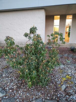 Photo Marcia Wilson. Thermonasty on the rhododendrons outside of Building 17