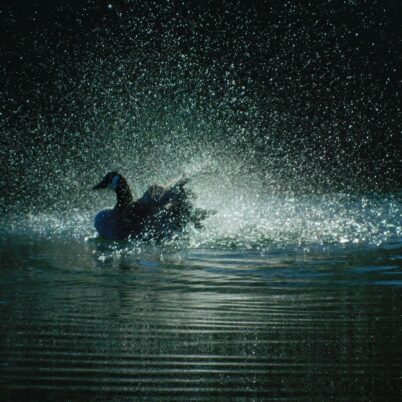 Photo Marcia Wilson.  A wild goose bathing in the CPTC wetlands kicks up a spume of freezing water that comes down like feathers.