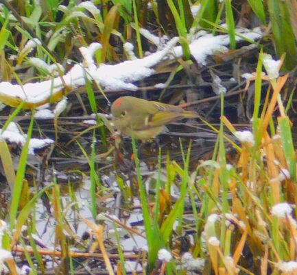 Photo Marcia Wilson.  The kinglet in the marsh is getting ready to flare a red topknot.