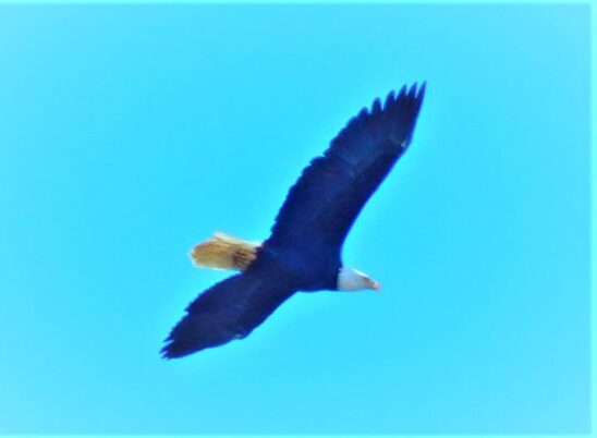 photo Marcia Wilson. This Bald Eagle liked to watch the CPTC students mapping their plant species in the uplands