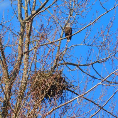 photo Marcia Wilson. This nest has been around a long time.  Eagles can maintain nests for more than thirty years!