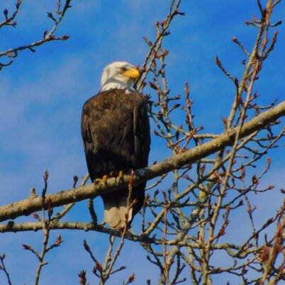 photo Marcia Wilson. An adult Bald Eagle watching the world go by.  They like to roost and dry their feathers after a long bout of fishing.