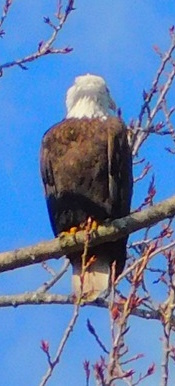 Photo Marcia Wilson. Owls aren't the only birds that can turn their heads almost around!