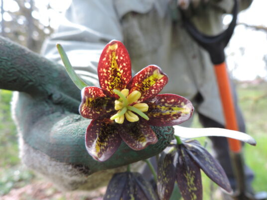 Photo Derek Faust.  Chocolate Lily close-up