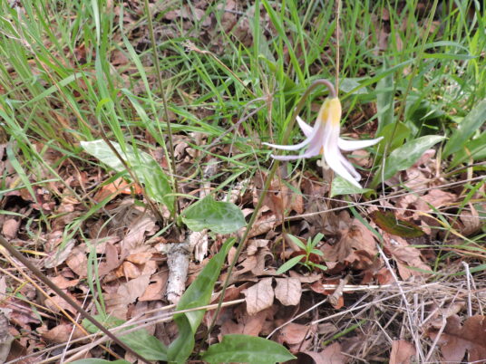 Photo Derek Faust. Fawn Lily
