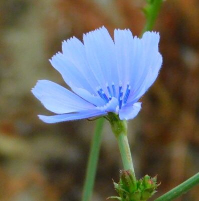 Photo Marcia Wilson. Chicory, or "Blue Dandelion"