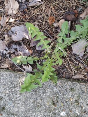 Photo Marcia Wilson. The toothy leaves of the Dandelion are deeper and sharper than all the imitations.
