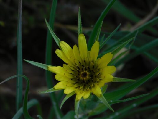 Photo Marcia Wilson. Mistaken for Dandelions more often than not, the salsify grows well on the Lakewood campus and Outdoor Lab.