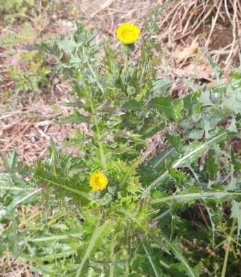 Photo Marcia Wilson. Star Thistle by Building 16