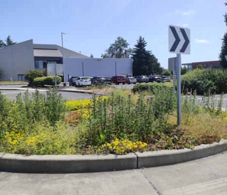 At the Hageness Dr Roundabout. Canadian Thistles bloom across the street from the uplands, where Dr. Faust filmed his Plant Speed Dating Adventure. Photo Marcia Wilson