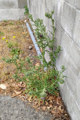 Photo Marcia Wilson. This is another thistle on Lakewood Campus. The heads are so large they are beginning to break their own stalks, which gives the phrase 'deadheading' a new meaning!