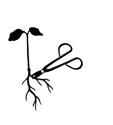 Root Cutting Propagation technique