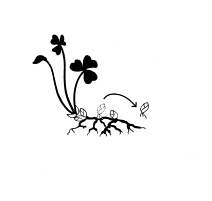 One of the graphics on the greenhouse sign to demonstrate a propagation technique used by students.  